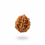 2 Mukhi Rudraksha
