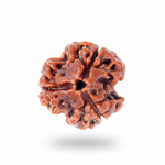 3 Mukhi Rudraksha