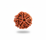 5 Mukhi Rudraksha