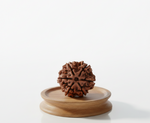 6 Mukhi Rudraksha