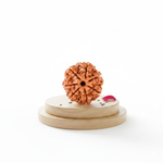 7 Mukhi Rudraksha