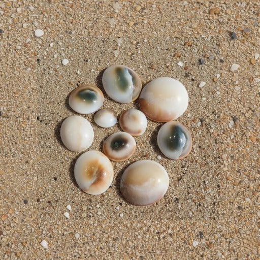 Gomati Chakra (Set of 11)