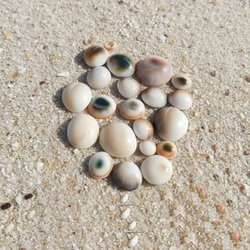 Gomati Chakra (Set of 21)